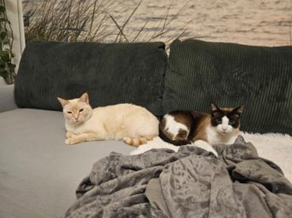 Charmeur Jerry (ALO)