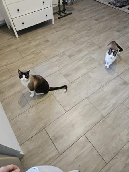 Charmeur Jerry (ALO)