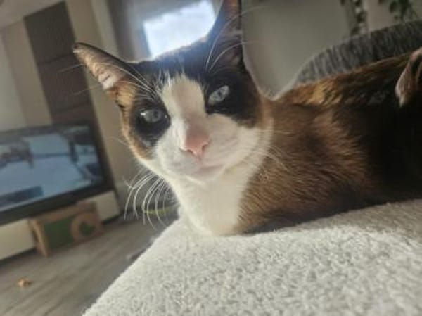 Charmeur Jerry (ALO)