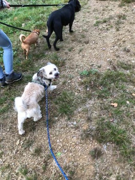 Elvis - Ein kleiner Charakterkopf sucht