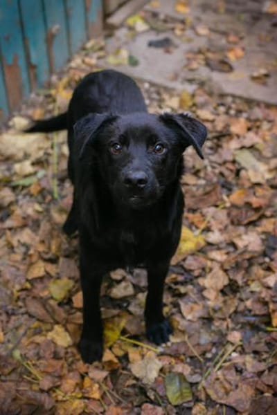 Barney - sensibler Wirbelwind