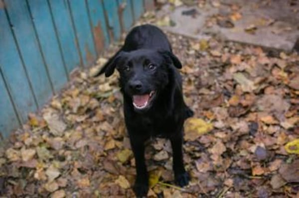 Barney - sensibler Wirbelwind