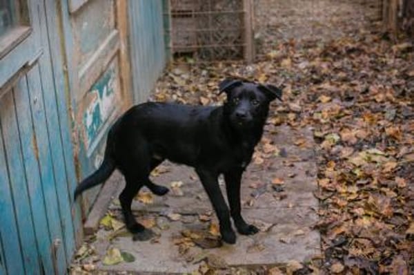 Barney - sensibler Wirbelwind