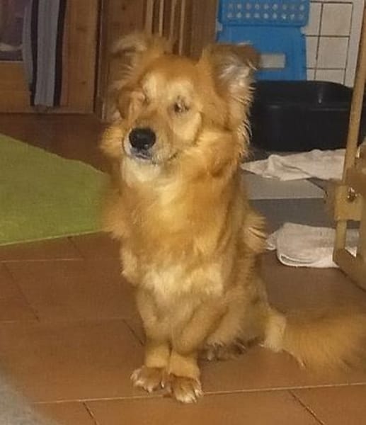 Der liebe Zorro, happy trotz Handicap