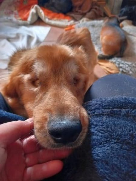 Der liebe Zorro, happy trotz Handicap