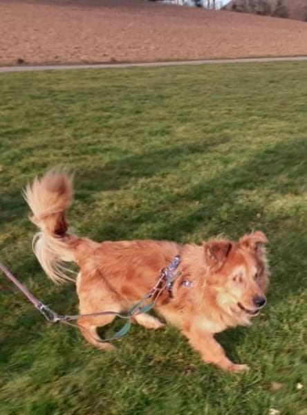 Der liebe Zorro, happy trotz Handicap