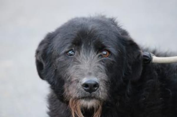 Kami - lieb u. angenehm