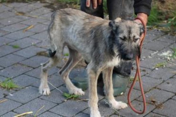 Melody - goldige Junghündin