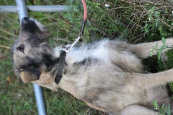 Melody - goldige Junghündin