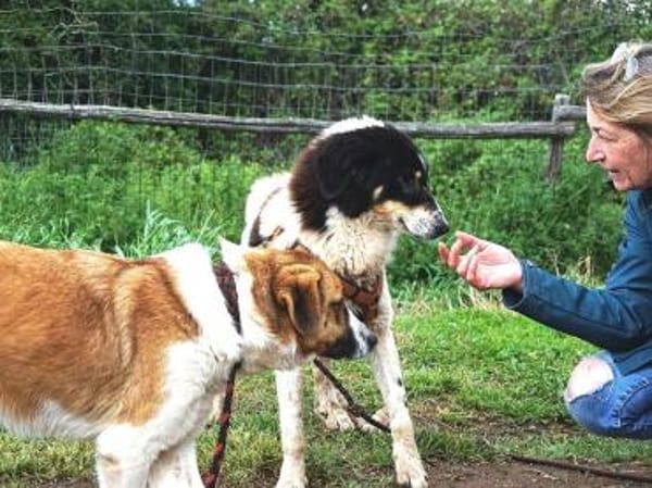 Peppe sucht eine liebe + aktive Familie