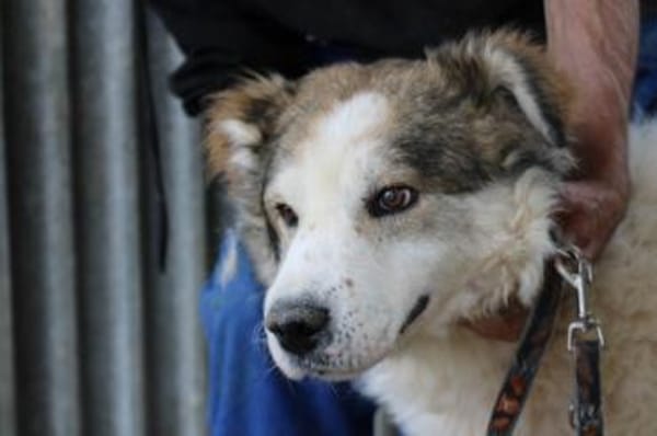 James - sehr liebenswert u. verschmust