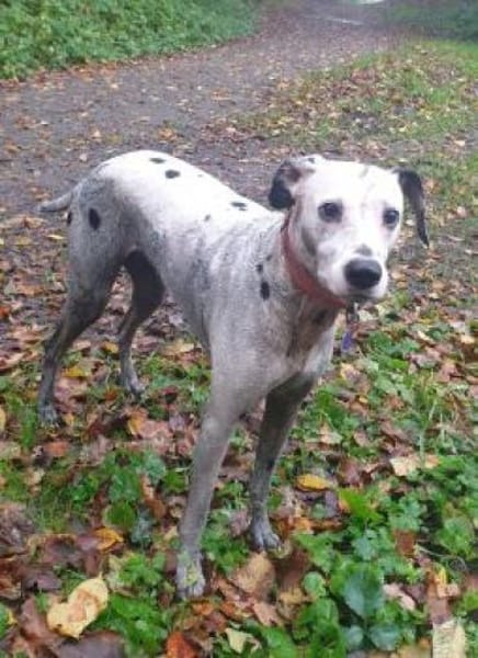 Notfall-Sira sucht Pflegestelle/Zuhause