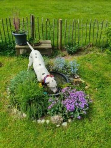 Notfall-Sira sucht Pflegestelle/Zuhause