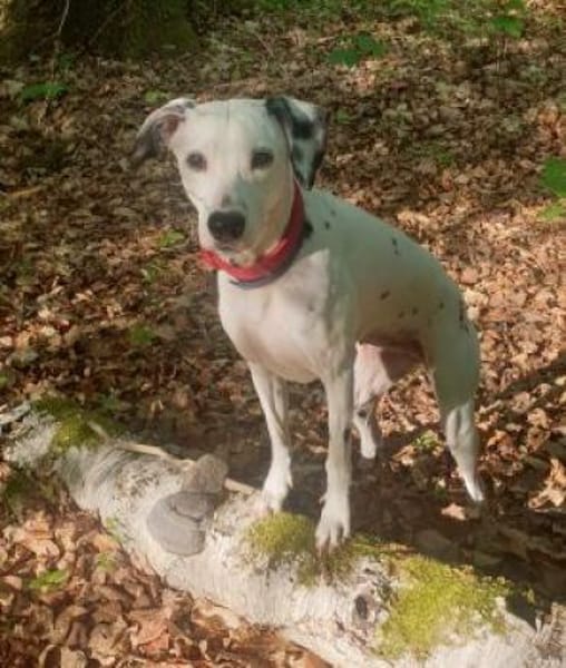 Notfall-Sira sucht Pflegestelle/Zuhause