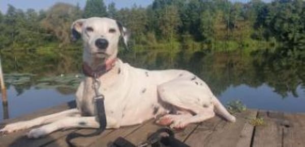 Notfall-Sira sucht Pflegestelle/Zuhause