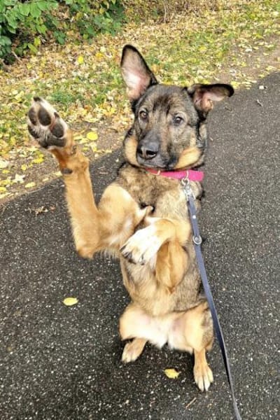 Lerne Nelli in 25474 Bönningstedt kennen