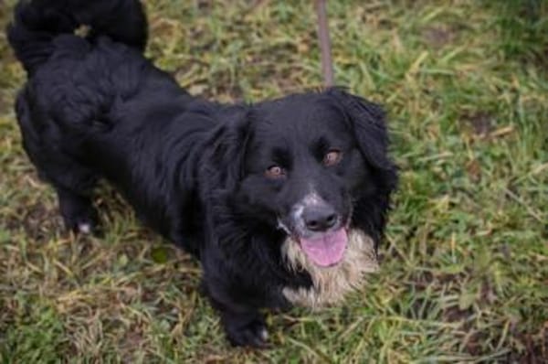 Kleiner Rüde Sky II sucht sein Körbchen