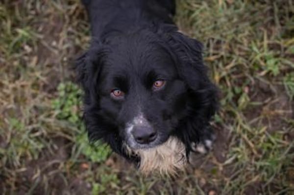 Kleiner Rüde Sky II sucht sein Körbchen