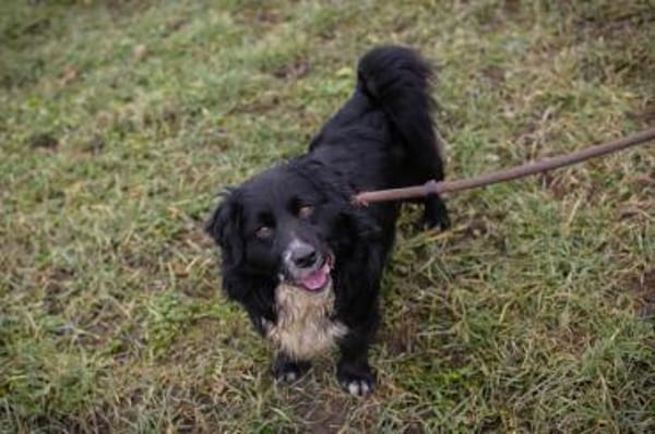 Kleiner Rüde Sky II sucht sein Körbchen