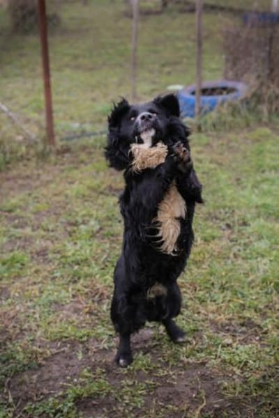 Kleiner Rüde Sky II sucht sein Körbchen