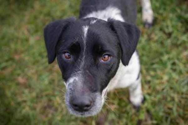 LUCHO - Vom Kettenhund zum Herzenshund