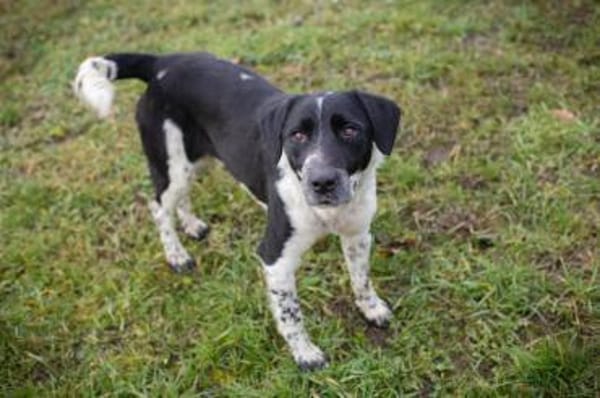 LUCHO - Vom Kettenhund zum Herzenshund