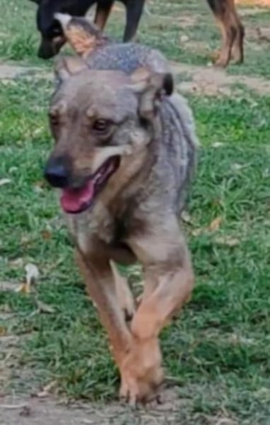 POESIE jetzt auf PS in 21... Dassendorf