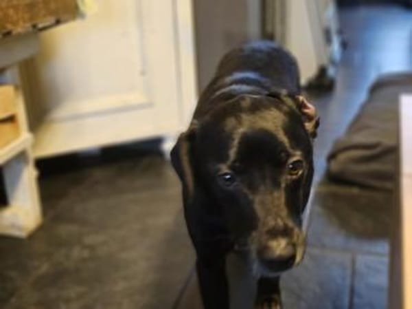 Loco-Schmusebär- sucht seine Menschen