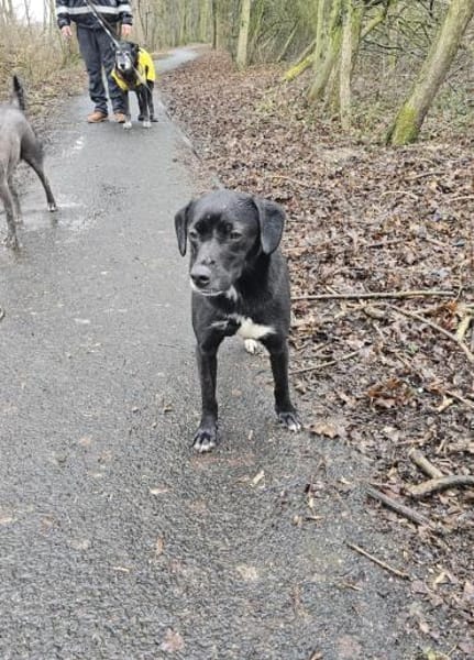 Loco-Schmusebär- sucht seine Menschen