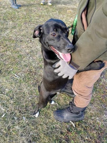 Loco-Schmusebär- sucht seine Menschen