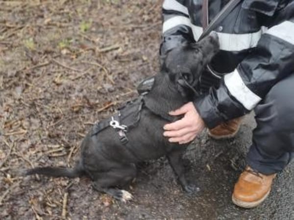 Loco-Schmusebär- sucht seine Menschen