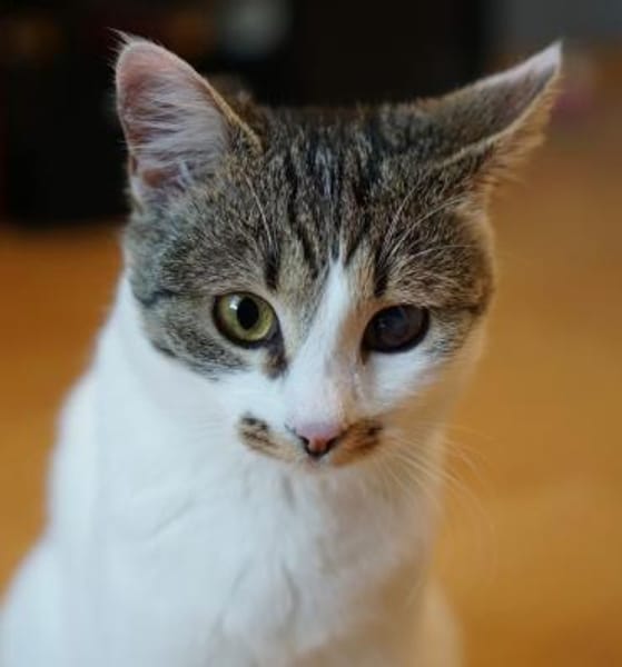 Zuhause gesucht für Grey & Anna