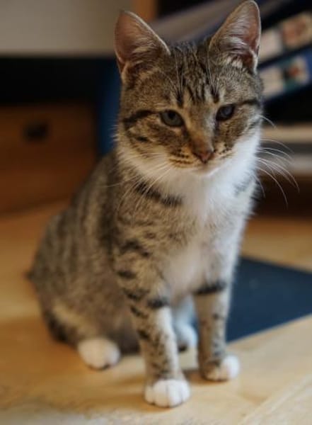 Zuhause gesucht für Grey & Anna