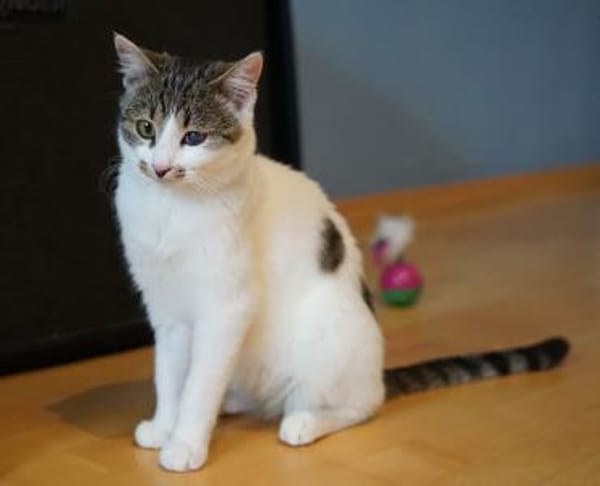 Zuhause gesucht für Grey & Anna