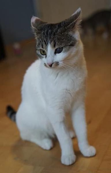 Zuhause gesucht für Grey & Anna