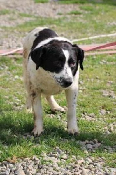 Vanily - goldige, zutrauliche Hündin