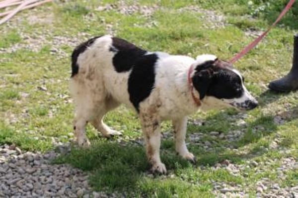 Vanily - goldige, zutrauliche Hündin