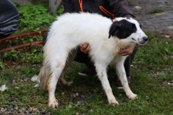 Pingu - hübscher Wuschelrüde