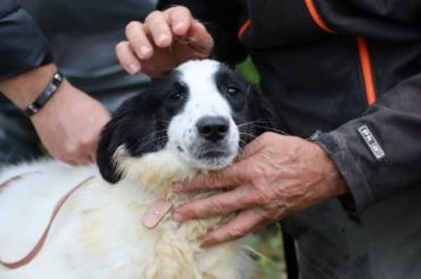 Pingu - hübscher Wuschelrüde