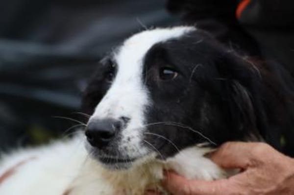 Pingu - hübscher Wuschelrüde