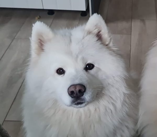 Über Ivy  ein Bilderbuch Samojede