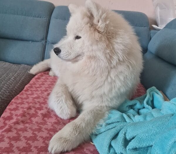 Über Ivy  ein Bilderbuch Samojede