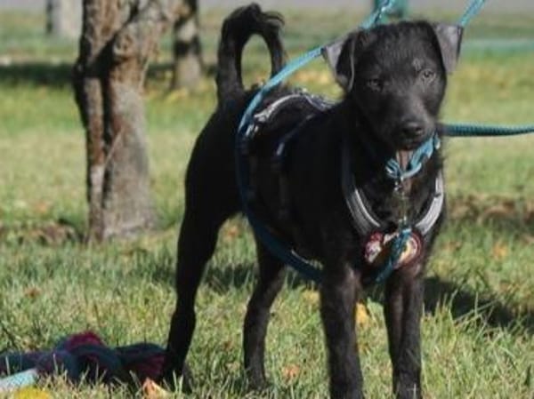 Paco sucht seine Familie