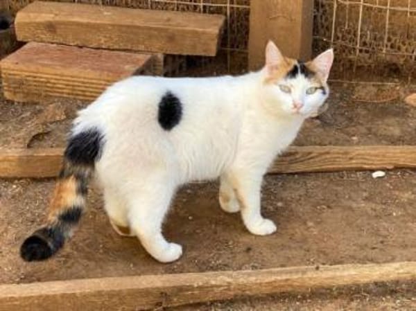 Samtpfötchen ZANNA sucht ein Zuhause