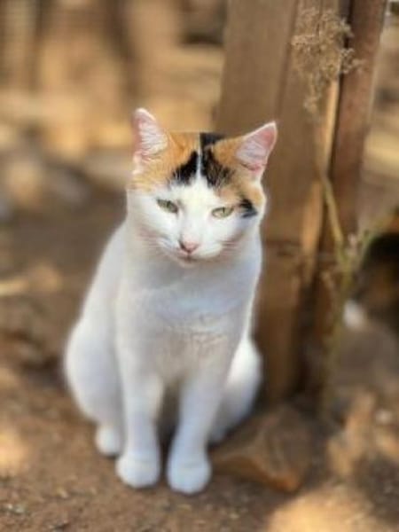 Samtpfötchen ZANNA sucht ein Zuhause