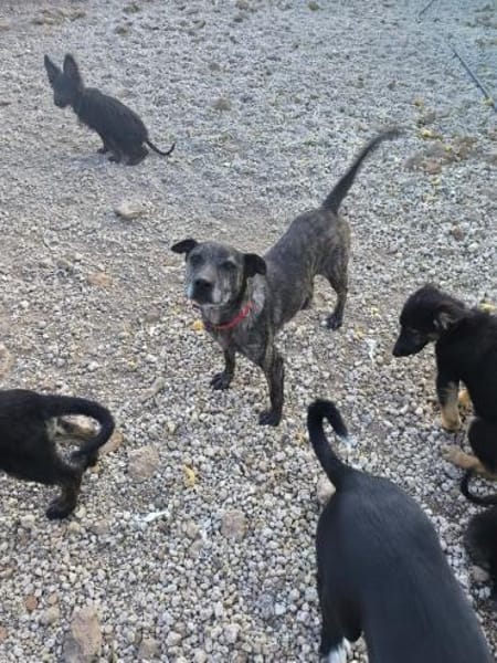 Caty ist eine Seele von Hund