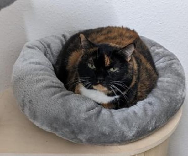 Casseema - eine scheue Schönheit