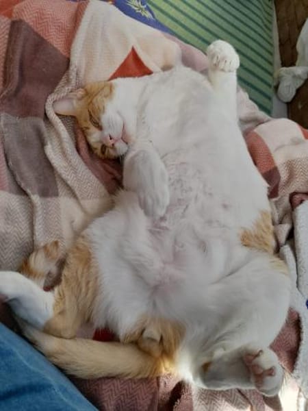 Liebenswerter Junior in Hattersheim(ALM)