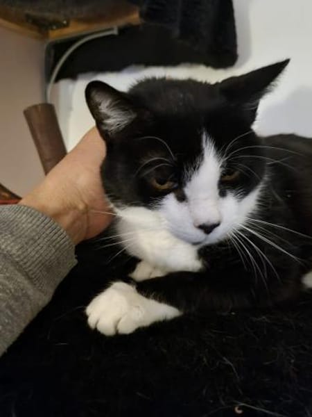 Schüchterne Dunia in FFM (ALM)