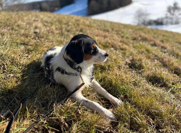 Brioche - sanft und besonders